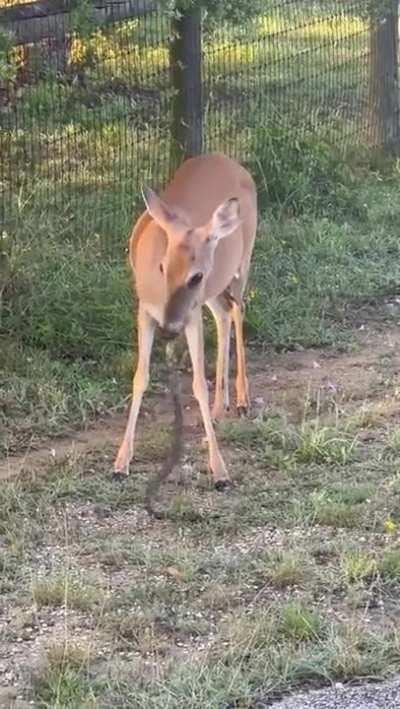 Deer eating a snake