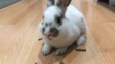 Cookie Finally Eating Pellets!