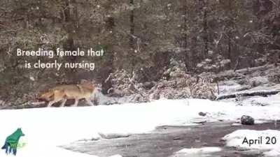 Wolf carrying dead newborn wolf pup in mouth