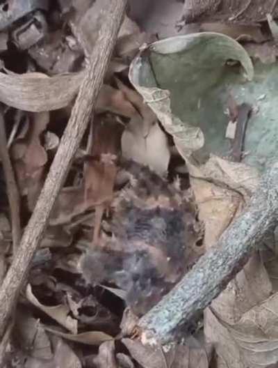 What in the world is in my backyard?