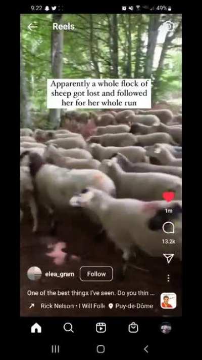 Women Running On Trail Gets Followed By Lost Herd Of Sheep