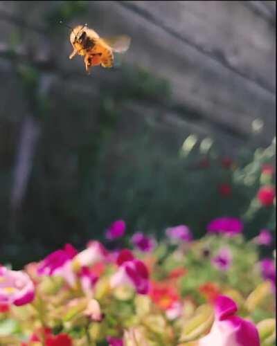 So my new place came with a big garden bed, took me a year to learn to how kinda garden but now all I want to do is take videos of bee’s and tend to my flowers!