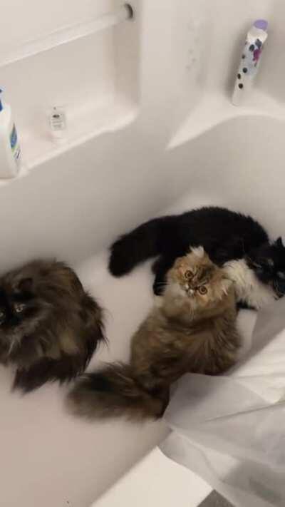 Life with Persians 🤷🏼‍♀️