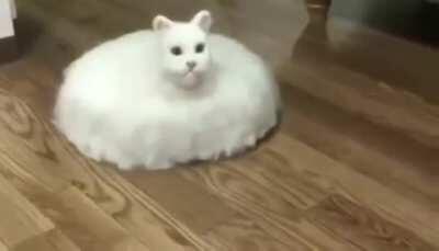 Gato lag sin lag (rianse porfavor)