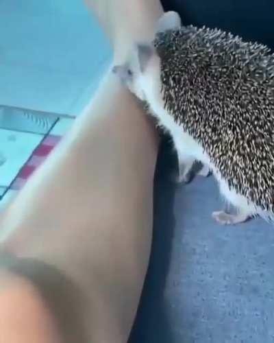 Sonic makes his move