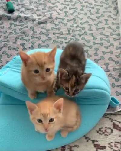 Hooman give us atenttion