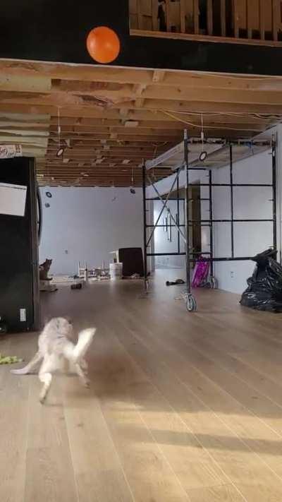 My heeler found my daughter's helium balloon and has been doing this for 10 min. Ignore the lack of kitchen, we are working on that