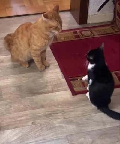 Catculating Hypnosis