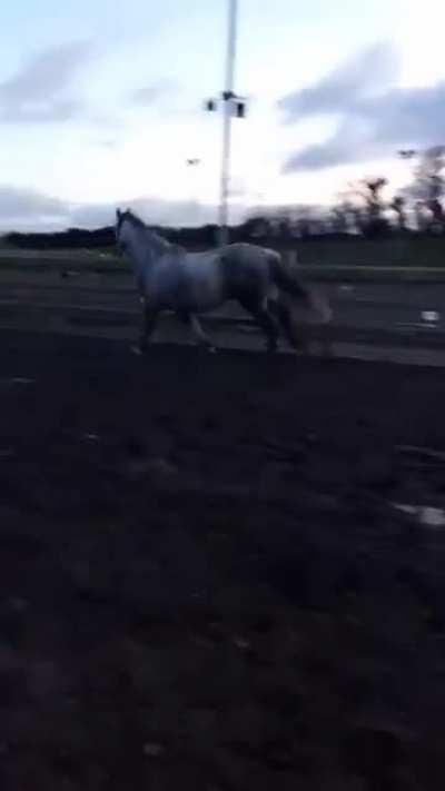 Spring is in the air 🐎🐎🐎