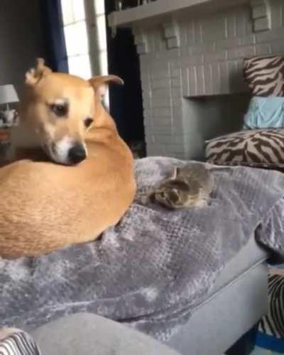 Eye contact startles smol kitten