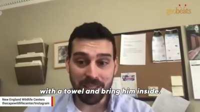 Goose visited her mate while he was undergoing surgery.