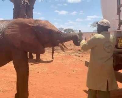 Curious little Ngilai wants to know what all the valves and hoses on the back of the water truck do! @ Sheldrick Wildlife Trust