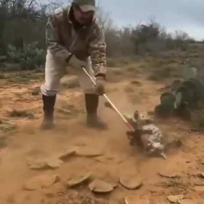 Saving a Bobcat from a trap