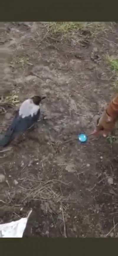 Ukrainian Soldiers playing with a crow