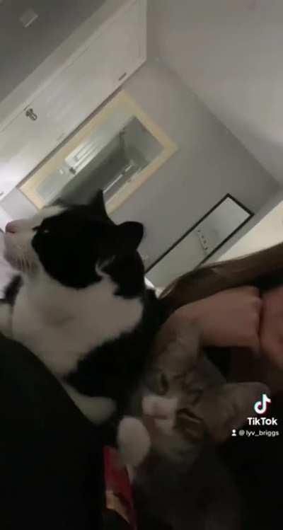 Watch my two cats become best friends 😭