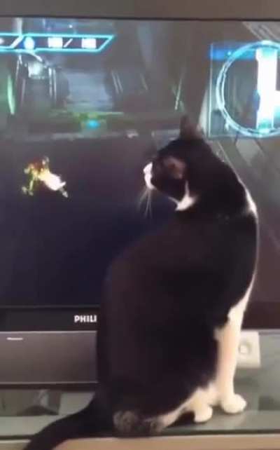 Invinci-cat, the one who has flinched to none