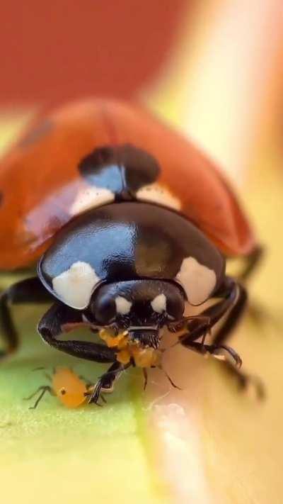 🔥Ladybirds (Coccinellidae) are voracious aphid feeders. An adult will eat 50 or more aphids a day