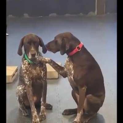 this is Lucy, she likes to pet the other dogs at daycare