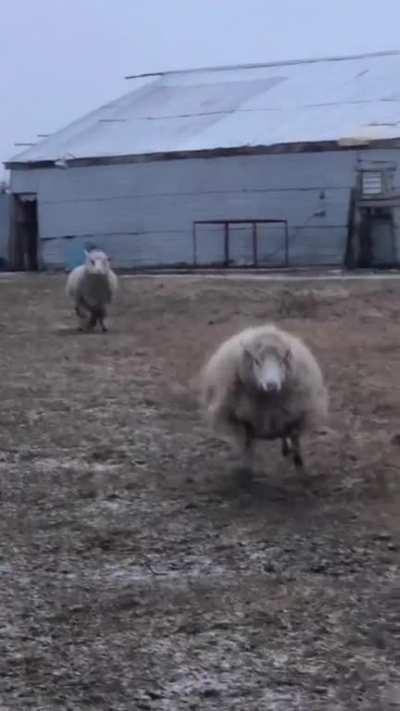 Running into the weekend like Ollie at Black Goat Farm Sanctuary