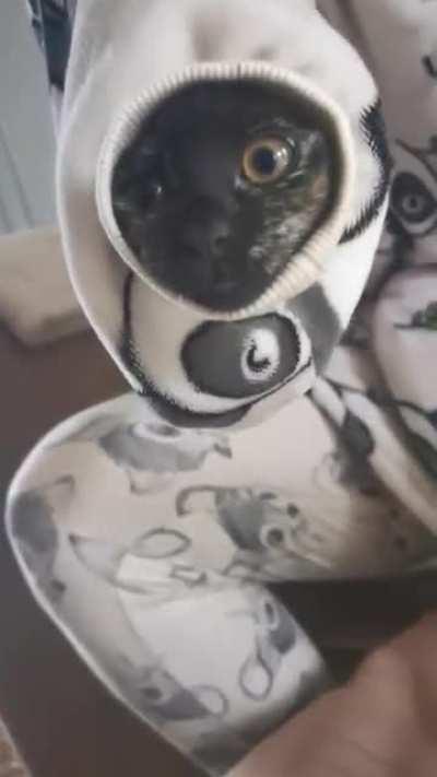 Our kitten crawled into my girlfriend's sleeve