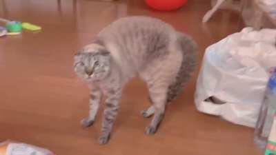 this cat is very eloquent