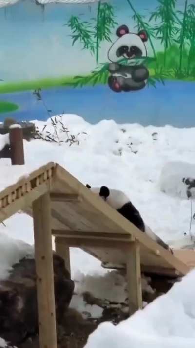 He thinks he's a snowball