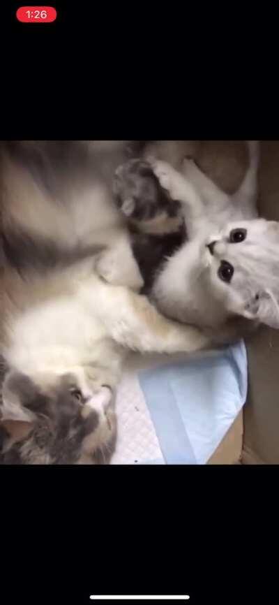 I said, No Hitting!!!