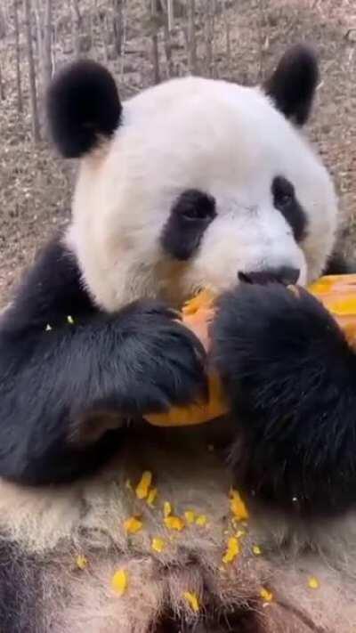 Panda happily munching on a snack