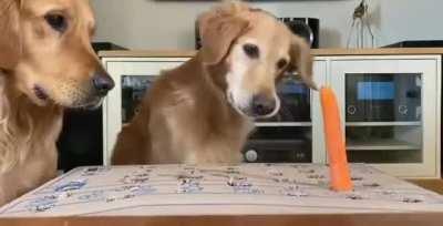 sTARVING HoUNdS FoRCed TO cOMPETe in sICK ComPeTitiOn FoR ScRaps oF FOOd