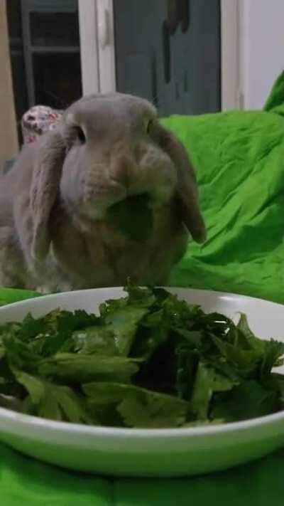 Just Ringo destroying some celery leaves