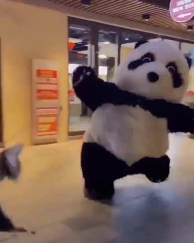 legend tells of a legendary dog walker