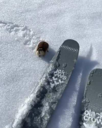 Lemmings get really emotional on the slopes - all they want is a ski ride, but no skier seems to understand them.