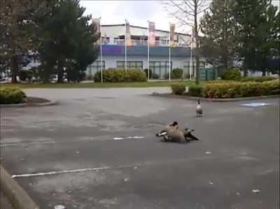 Goose fight ends with a bang
