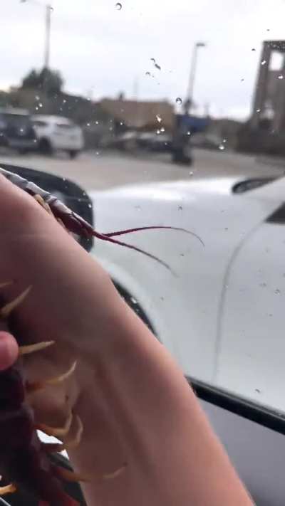 Cute pet they can be. They are usually a help to humans.