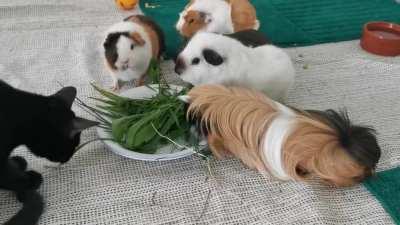 Casually blending in.