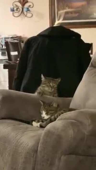 To touch the other cat