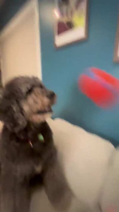 I don’t know what happened to my dog for a second there.