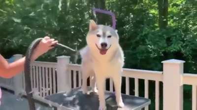 His ass is made of dandelions