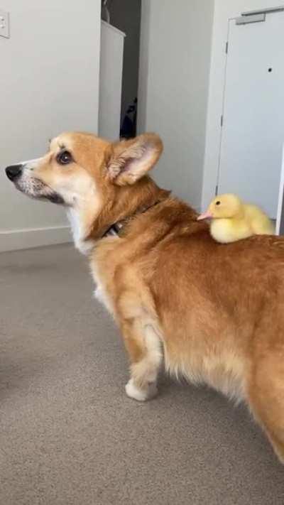 I give you all my boy Achilles and his brother ... Gandalf the white. Duck. 🥰😂