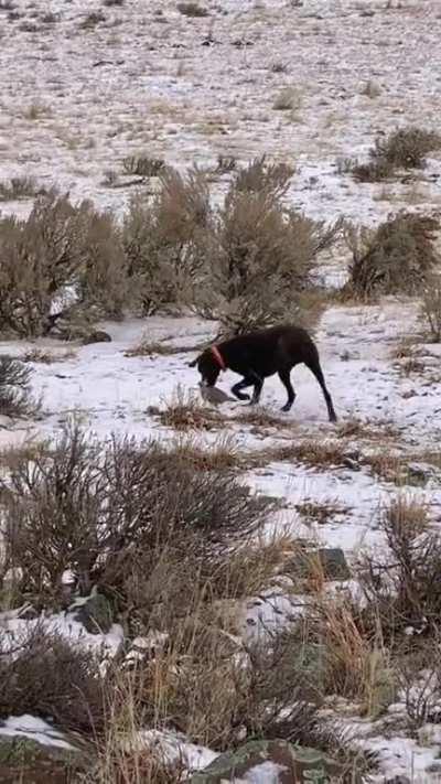 He's a Pointer, not a Retriever