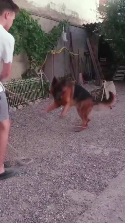 Teaching Thor to jump rope