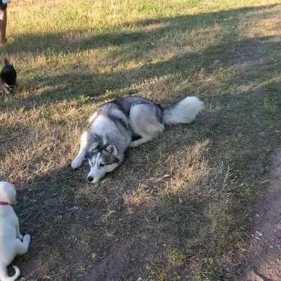 Bashers Got To Play With Some Puppies!