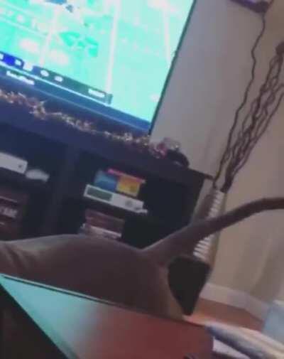 Dog likes being licked by kitten