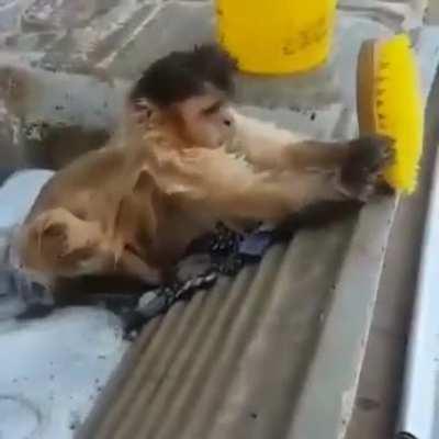 muquinha lavando a cueca depois da live