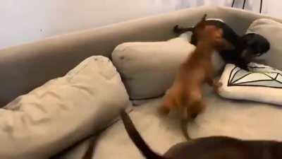 Reporting live from the corner of the couch