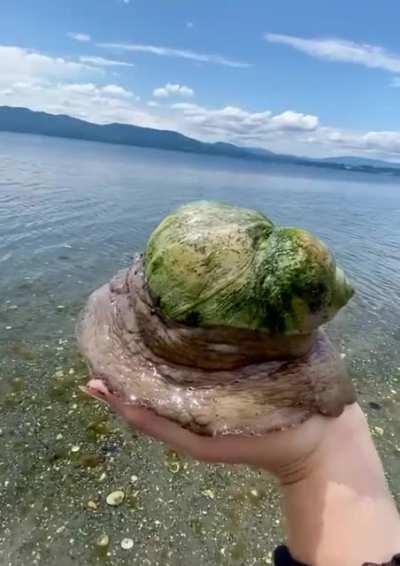 Have you ever seen a giant moon snail before?