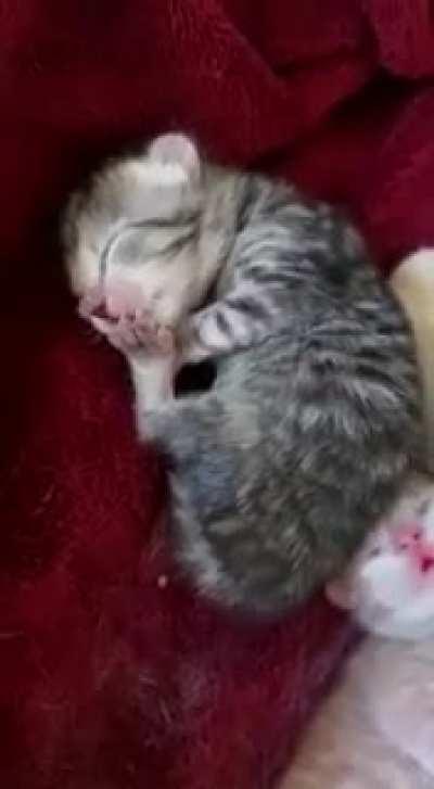 So basically iam very smol