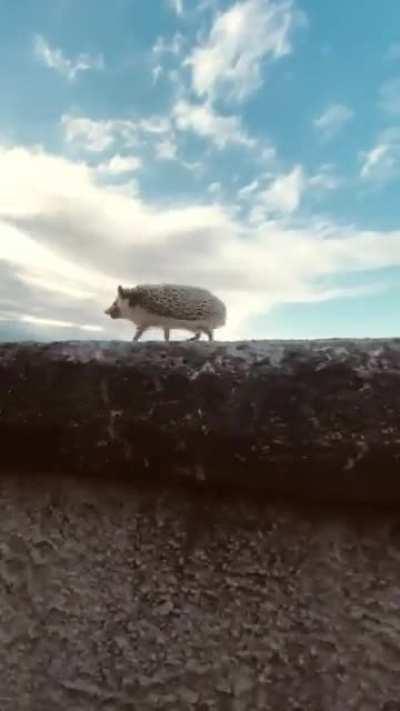 This hedgehog looks like it's strolling right through a Wes Anderson movie