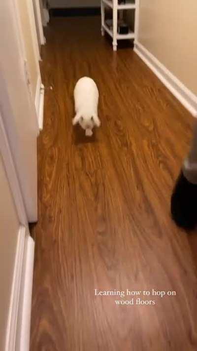 Burning some of that baby bunny energy by doing laps in the apartment