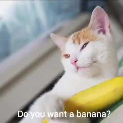 CAT + 🍌